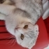 7-8 AYLIK SCOTTISH FOLD..!! fotoğraf