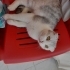 7-8 AYLIK SCOTTISH FOLD..!! fotoğraf