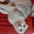 7-8 AYLIK SCOTTISH FOLD..!! fotoğraf