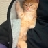 Yavru kedi sarman fotoğraf