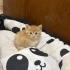 Yavru kedi sarman fotoğraf