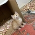 Yavru kedi sarman fotoğraf