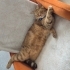 KALICI YUVA ARIYORUZ fotoğraf