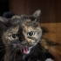 çok tatlı uysal bir kedi neredeyse hiç miyavlamaz uyumludur fotoğraf