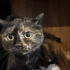 çok tatlı uysal bir kedi neredeyse hiç miyavlamaz uyumludur fotoğraf