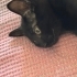 Acil yuva aranıyo 5kardeşe fotoğraf