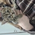 Yuva arayan yavru kedi. Dişi, 1,5-2 aylık. Kum kabını kullanıyor, parazitlere ka fotoğraf
