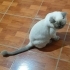 Yumoş Pıtırcığı fotoğraf