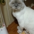 Yumoş Pıtırcığı fotoğraf