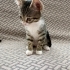Ücretsiz dişi kedi sahiplendirme 🌸 fotoğraf