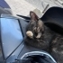 2 AYLIK TORTİŞEL KIZIMIZ ÖMÜRLÜK YUVA ARIYOR fotoğraf