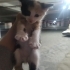 🐾 Kucak Delisi 3 Minik Bebek Yuva Arıyor. Birlikte veya ayri sahiplenilebilir.. fotoğraf