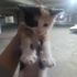 🐾 Kucak Delisi 3 Minik Bebek Yuva Arıyor. Birlikte veya ayri sahiplenilebilir.. fotoğraf