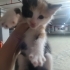 🐾 Kucak Delisi 3 Minik Bebek Yuva Arıyor. Birlikte veya ayri sahiplenilebilir.. fotoğraf