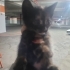 🐾 Kucak Delisi 3 Minik Bebek Yuva Arıyor. Birlikte veya ayri sahiplenilebilir.. fotoğraf