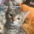 Geçici yuvasında son günleri fotoğraf