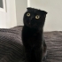 Siyah Panter Mia'yı Sahiplendiriyorum fotoğraf