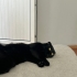 Siyah Panter Mia'yı Sahiplendiriyorum fotoğraf