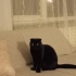 Siyah Panter Mia'yı Sahiplendiriyorum fotoğraf