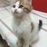 Cana yakın oyuncu fotoğraf