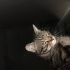 Yuva aranıyor kedi fotoğraf