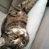 Yuva aranıyor kedi fotoğraf