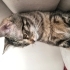 Yuva aranıyor kedi fotoğraf