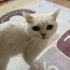 4 YAŞINDA BRİTİSH BEYAZ DİŞİ KEDİ fotoğraf