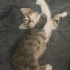 miniği sahiplendirmek istiyoruz fotoğraf