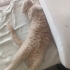Ücretsiz sahiplendiriyorum fotoğraf