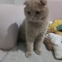 Ücretsiz sahiplendiriyorum fotoğraf