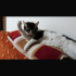 Pamuk ANKARA ACİİLLLL fotoğraf