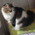 Pamuk ANKARA ACİİLLLL fotoğraf