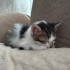 3-4 haftalık yavru kedi fotoğraf
