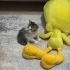 3-4 haftalık yavru kedi fotoğraf