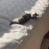 Çok sıcak kanlı aşırı sevecen ve oyun seven bir kedi fotoğraf