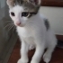 Sakin, Uysal, Sevimli bir bebek fotoğraf