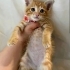 Limon yuva arıyor fotoğraf