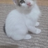 Oyuncu, enerjik, canayakın bir bebek fotoğraf