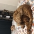 Luna’mıza ömürlük yuva arıyoruz fotoğraf