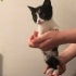 2 AYLIK CALICO BEBEĞE ÖMÜRLÜK YUVA ARIYORUZ. fotoğraf