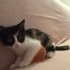 2 AYLIK CALICO BEBEĞE ÖMÜRLÜK YUVA ARIYORUZ. fotoğraf