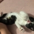 2 AYLIK CALICO BEBEĞE ÖMÜRLÜK YUVA ARIYORUZ. fotoğraf