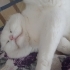 Kalıcı yuva arıyoruz fotoğraf