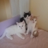 Tatlı bebisler guvenilir aile fotoğraf