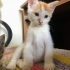 Anne ve bebeklere yuva aranıyor fotoğraf