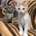 Anne ve bebeklere yuva aranıyor fotoğraf