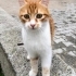 Anne ve bebeklere yuva aranıyor fotoğraf