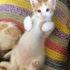 Anne ve bebeklere yuva aranıyor fotoğraf