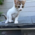 Minik nohuta kalıcı yuva arıyoruz fotoğraf